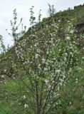 Malus orientalis