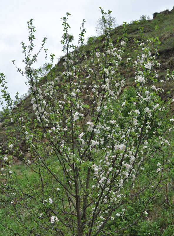 Изображение особи Malus orientalis.