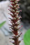 Salix reticulata. Часть женского соцветия. Архангельская обл., Пинежский р-н, окр. Пинежского заповедника, обнажение горной породы. 21.06.2013.