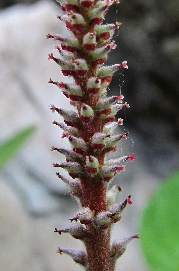 Image of Salix reticulata specimen.