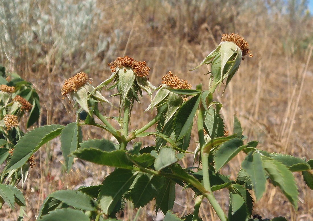 Image of genus Rosa specimen.