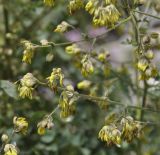 Thalictrum minus ssp. olympicum