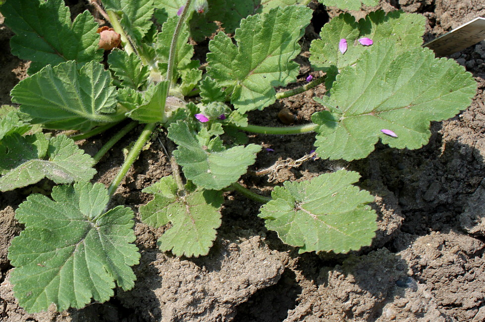 Image of Erodium malacoides specimen.