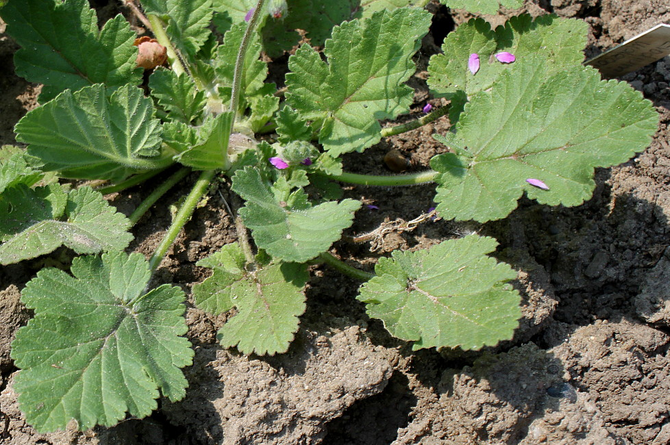 Изображение особи Erodium malacoides.