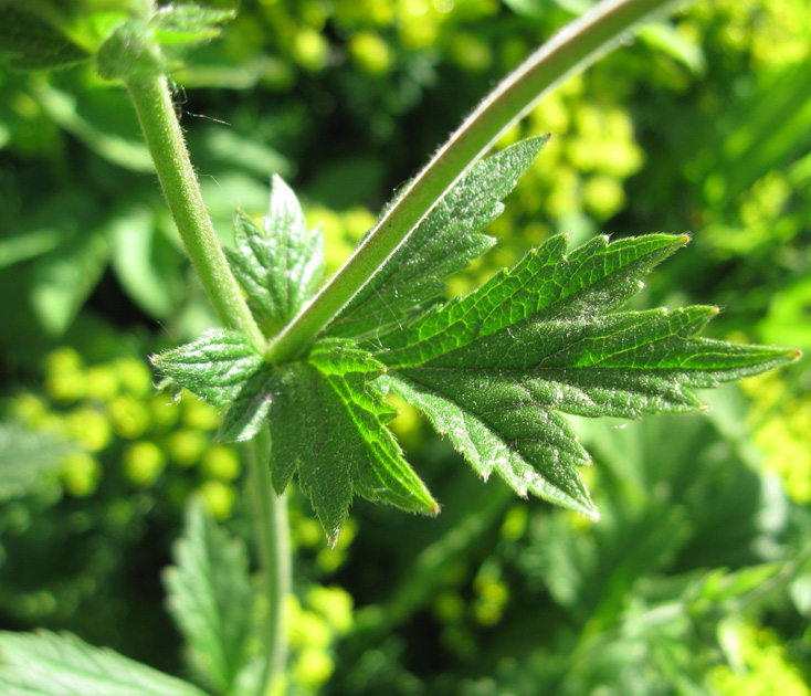 Image of Geum quellyon specimen.