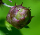 Sphaeranthus strobilifer. Развивающееся соцветие. Астраханская обл., Володарский р-н, окр. с. Ямное, ООПТ \"Бугор Змеиный\", пойменный луг. 20.07.2013.