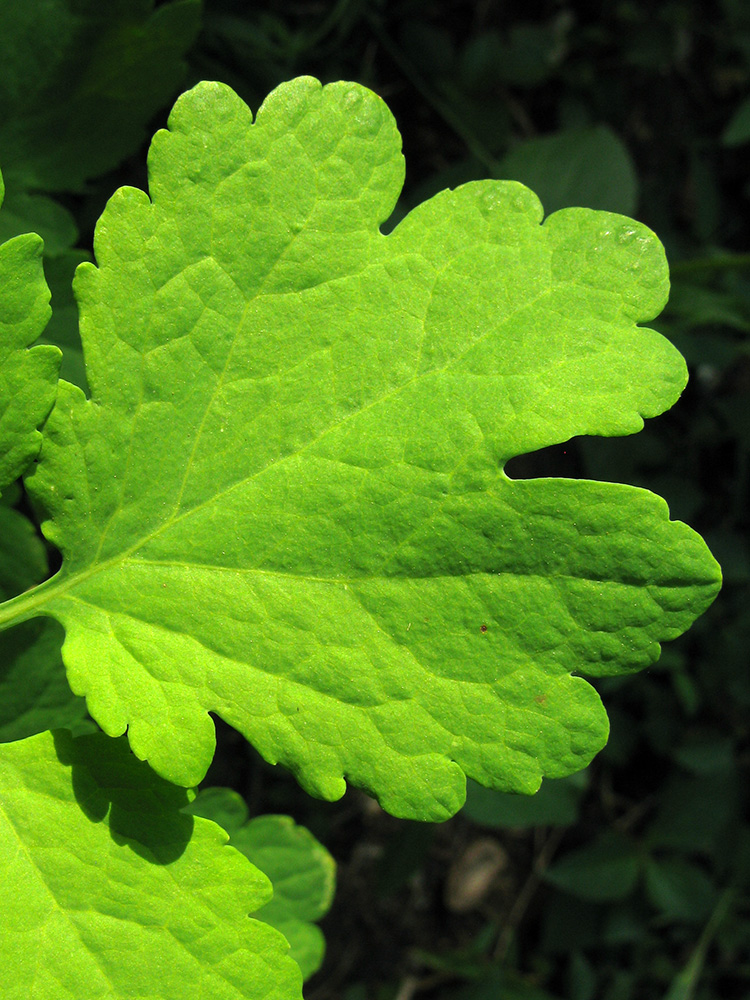 Image of Chelidonium majus specimen.