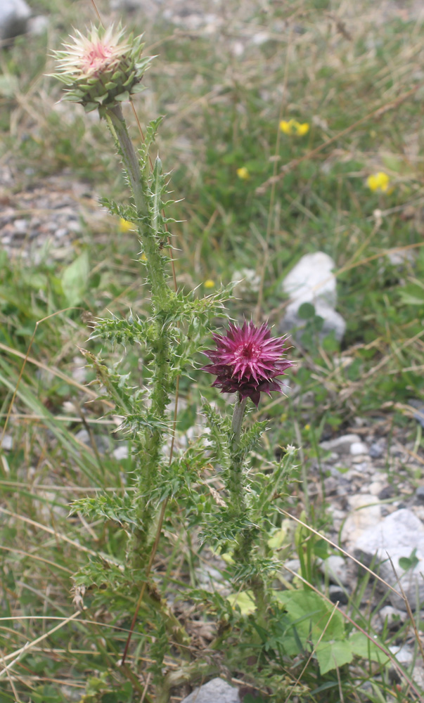 Image of Carduus thoermeri specimen.