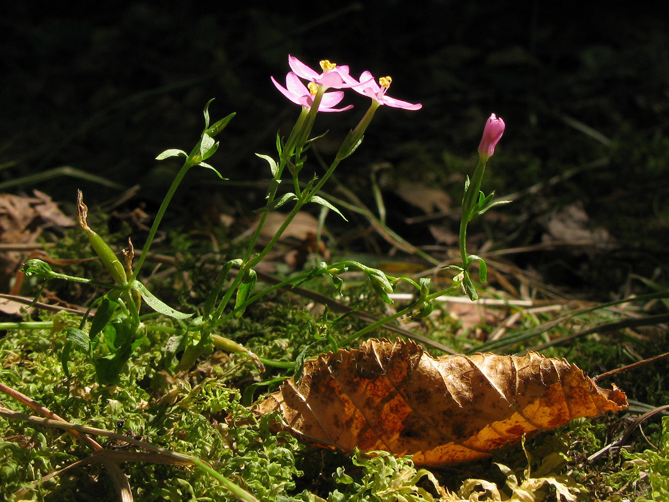 Image of Centaurium erythraea ssp. turcicum specimen.