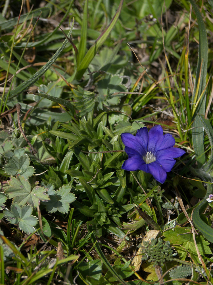 Изображение особи Gentiana dshimilensis.