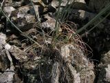 Allium psebaicum. Основание растения. Краснодарский край, м/о Анапа, окр. пос. Б. Утриш, прибрежная гора, каменистая осыпь. 11.08.2013.