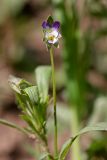 Viola occulta. Верхушка цветущего растения. Южный Казахстан, хр. Боролдайтау, горы Кокбулак. 29.04.2013.