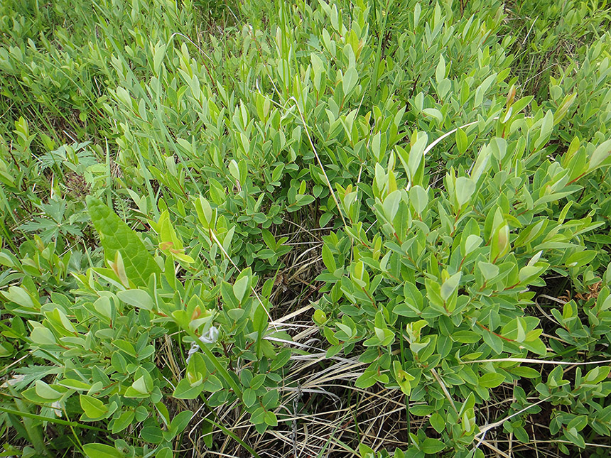 Image of Salix myrtilloides specimen.