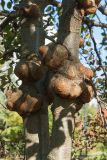 Alnus incana. Стволы дерева с капами. Финляндия, г. Оулу, ботанический сад Университета Оулу, в культуре. 12.09.2013.