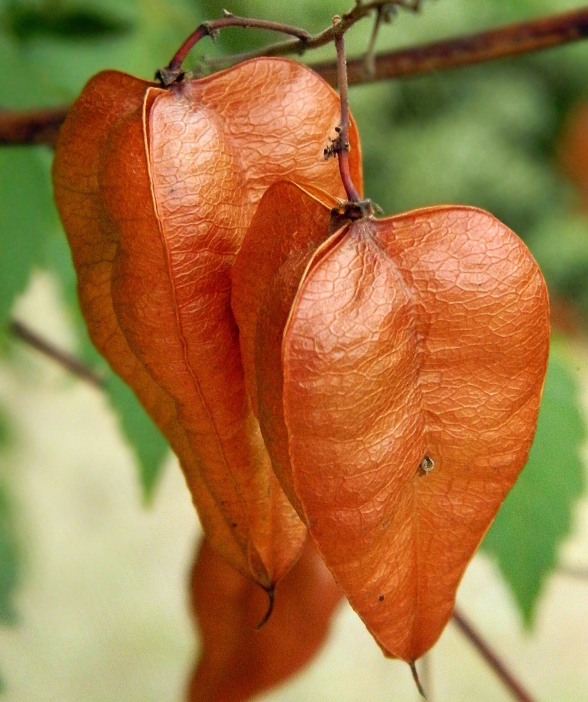 Image of Koelreuteria paniculata specimen.