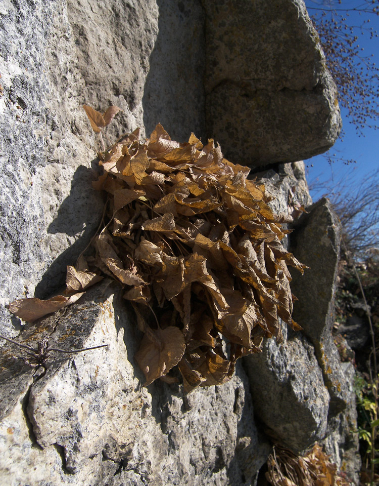 Image of Campanula pendula specimen.