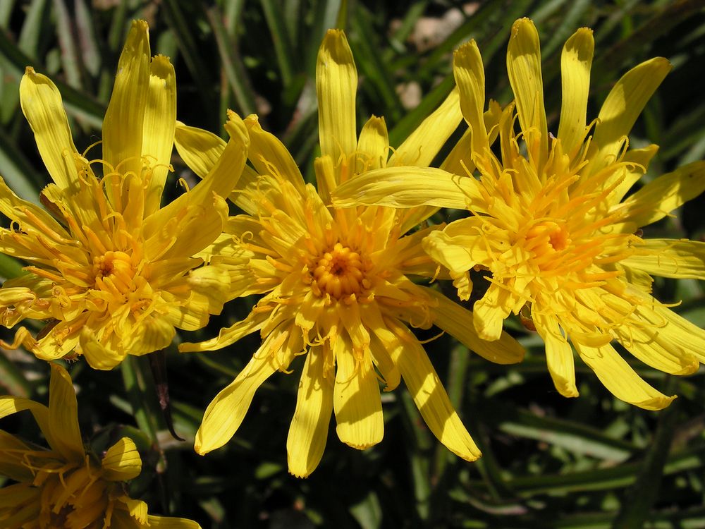 Image of Scorzonera radiata specimen.