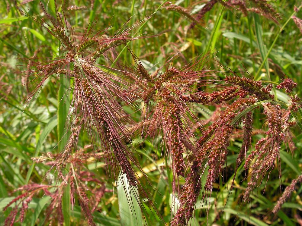 Изображение особи Echinochloa crus-galli.