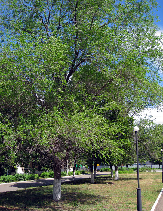 Изображение особи Ulmus pumila.