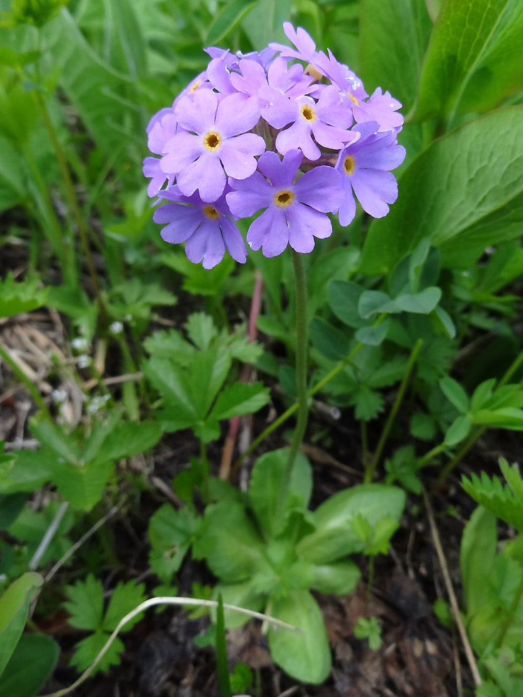 Image of Primula algida specimen.