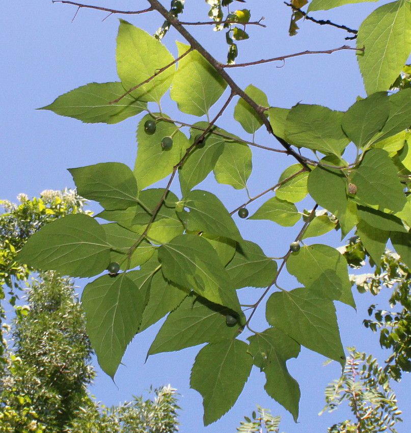 Image of Celtis bungeana specimen.