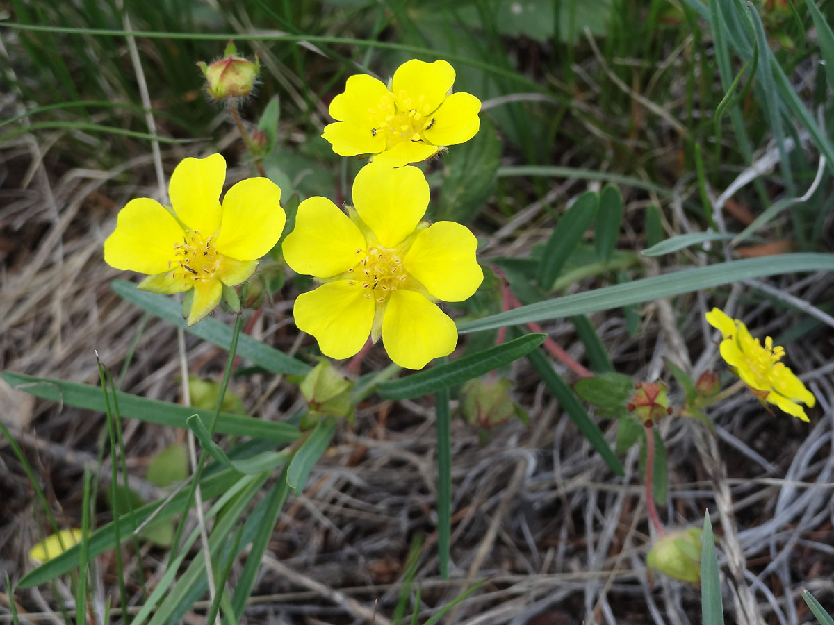 Image of Potentilla humifusa specimen.