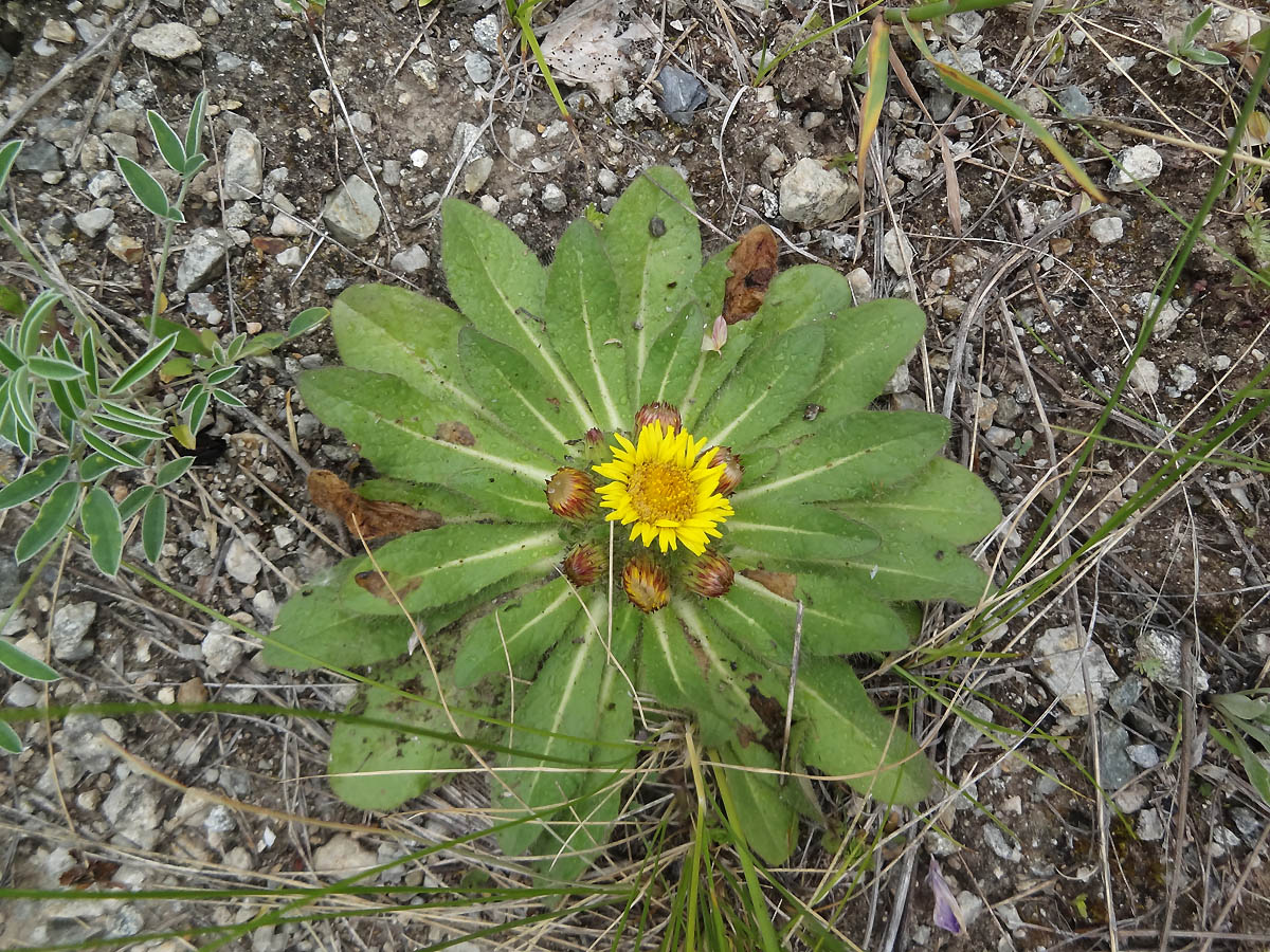 Изображение особи Inula rhizocephala.