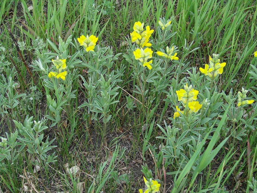 Изображение особи Thermopsis lanceolata.