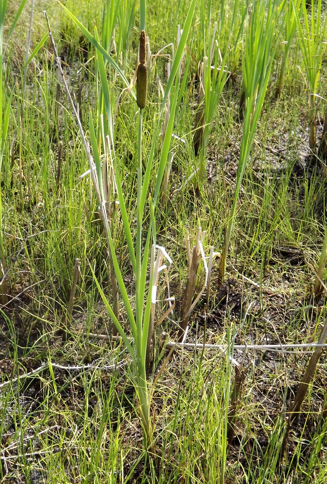 Изображение особи Typha latifolia.