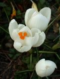 Crocus vernus. Цветки ('Jeanne d'Arc'). Крым, Бахчисарай, частное владение, в культуре. 26 марта 2011 г.