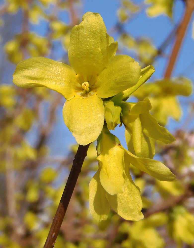 Изображение особи Forsythia &times; intermedia.