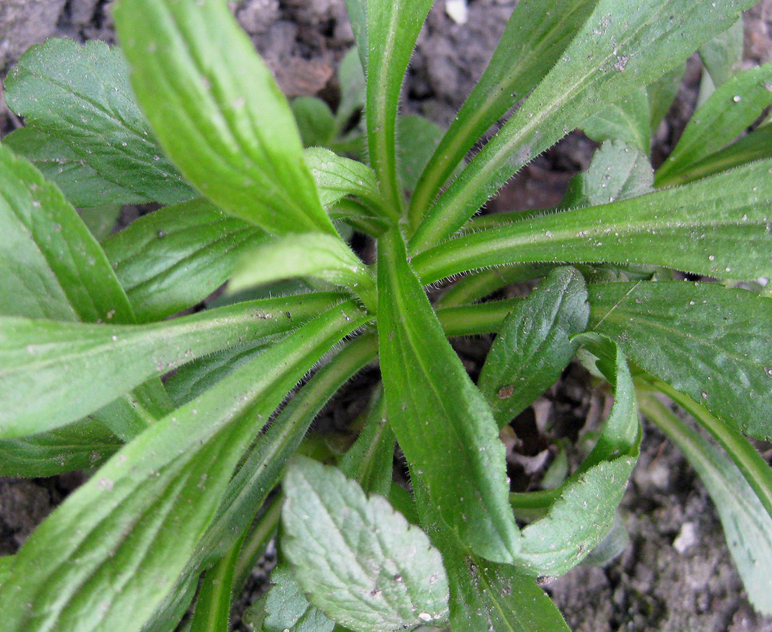 Изображение особи род Solidago.