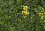 Linaria vulgaris