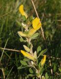 Chamaecytisus colchicus. Верхушка цветущего побега. Украина, г. Запорожье, пос. Солнечный, балка. 25.04.2014.