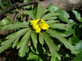 Anemone ranunculoides. Верхушка цветущего растения. Ярославская обл., усадьба Карабиха. 20 апреля 2014 г.