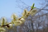 Salix taraikensis