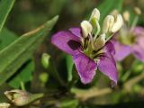 Lycium barbarum. Цветок. Украина, Львов, парк «Высокий Замок». Июль 2007 г.