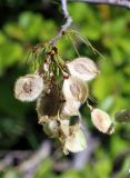 Ulmus laevis. Соплодие. Узбекистан, Ташкентская обл., зап. отроги Чаткальского хр., ур. Чимган, склон горы Кызылджар. 24.05.2014.