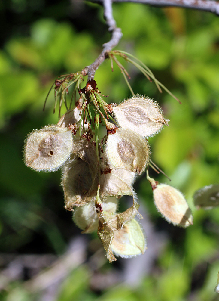 Изображение особи Ulmus laevis.