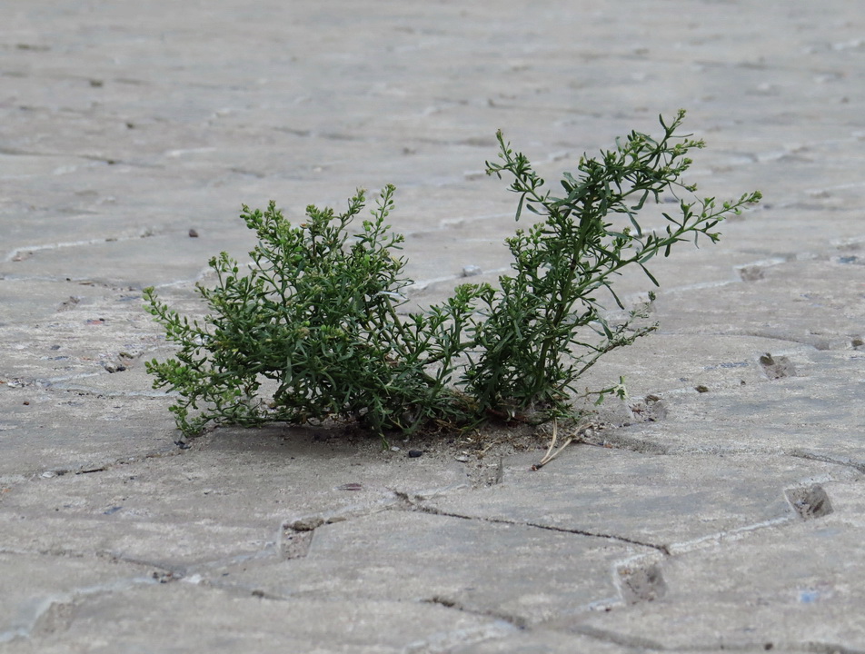 Image of Lepidium ruderale specimen.