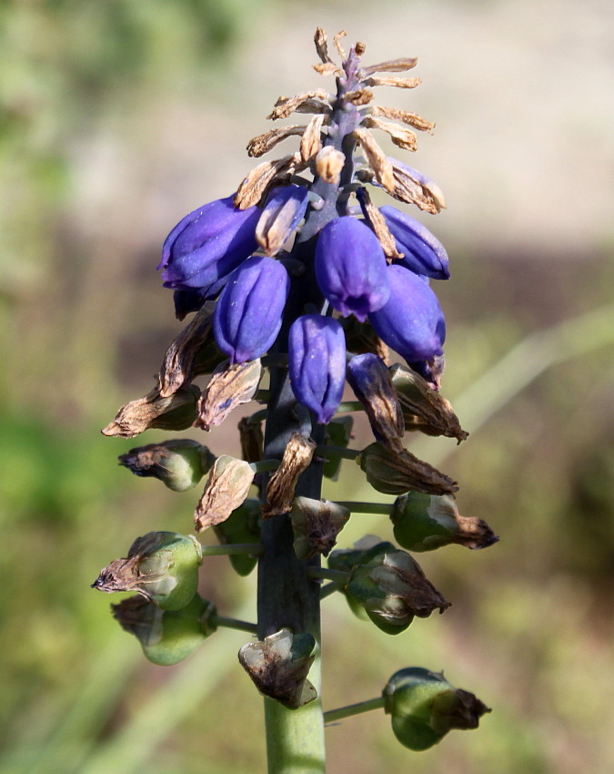 Image of genus Muscari specimen.