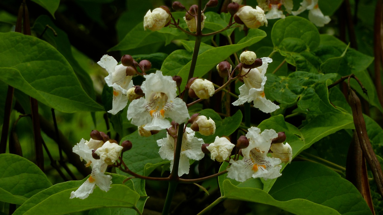 Image of Catalpa bignonioides specimen.