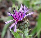 Centaurea triumfettii. Раскрывающееся соцветие. Германия, г. Дюссельдорф, Ботанический сад университета. 02.06.2014.
