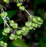 Physospermum cornubiense