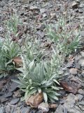 Cynoglossum holosericeum