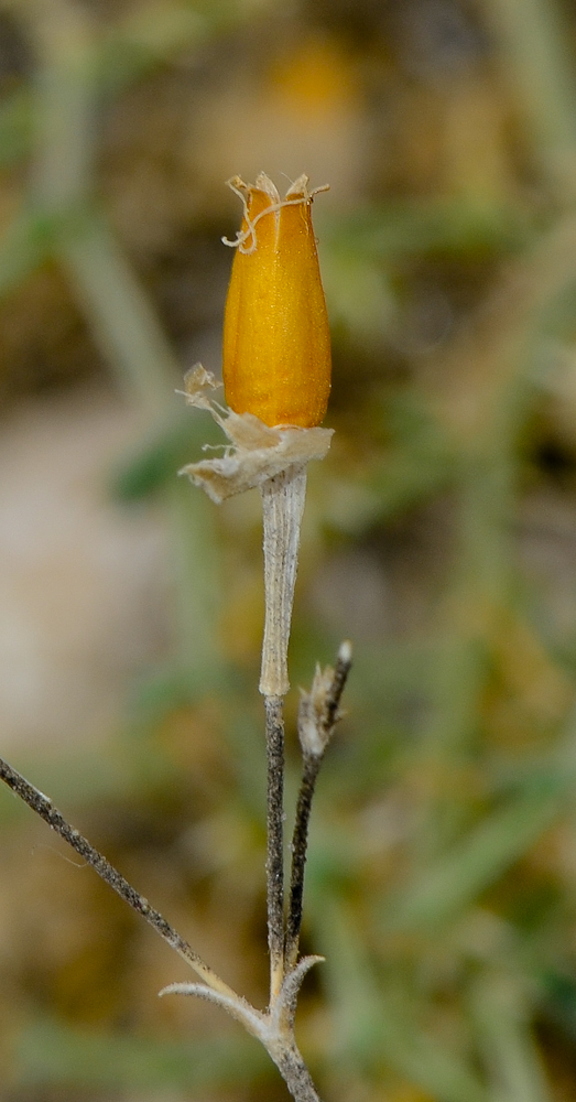 Image of Silene linearis specimen.