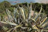 Agave americana var. variegata