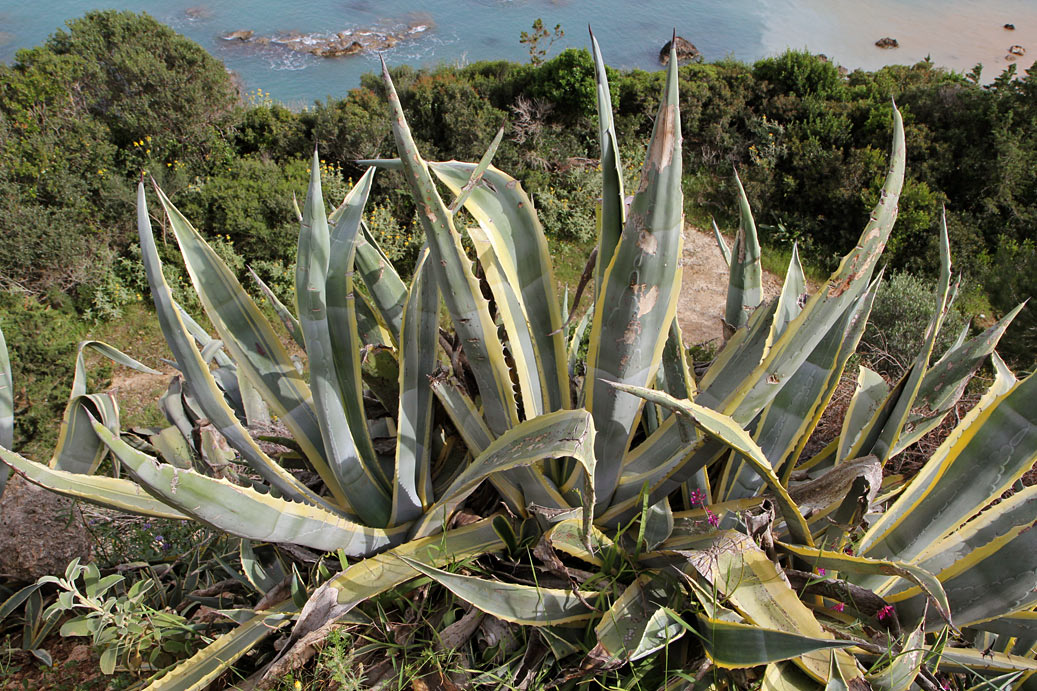 Image of Agave americana var. variegata specimen.