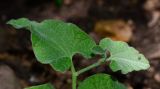 Aristolochia paecilantha