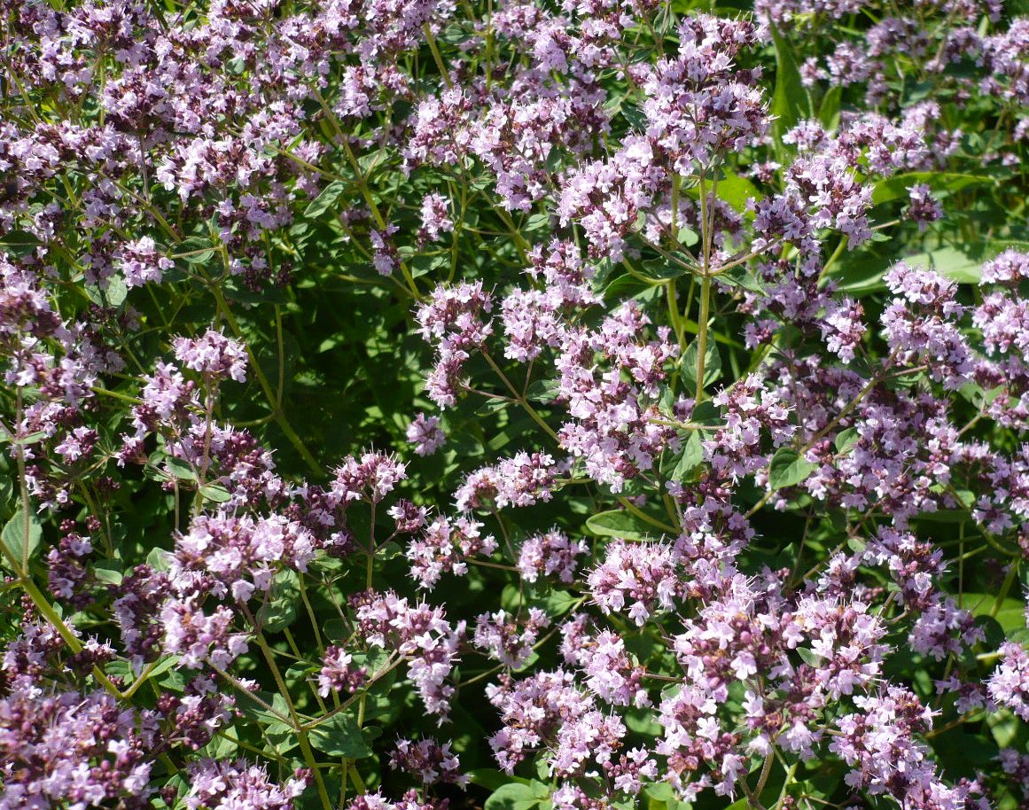 Изображение особи Origanum vulgare.